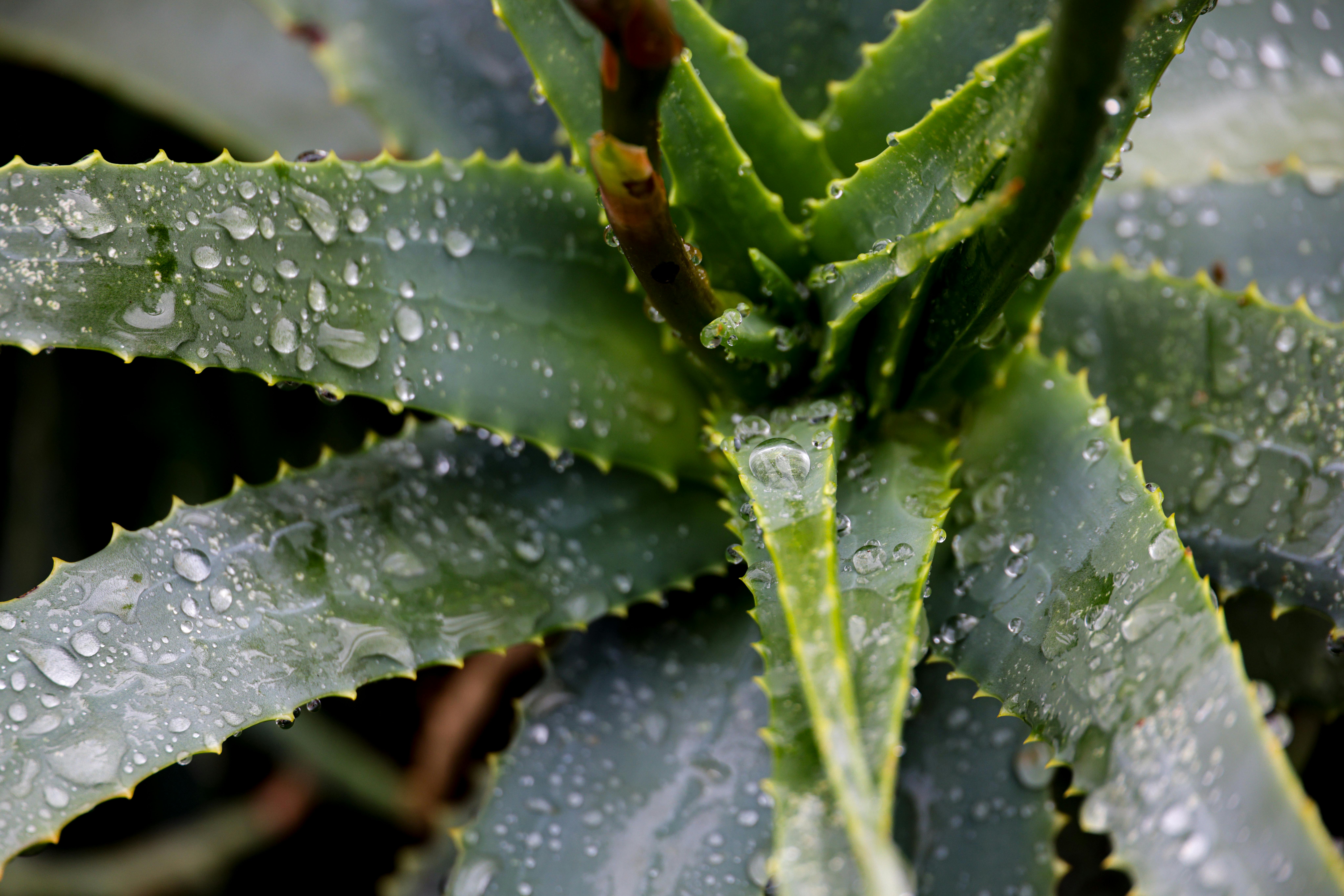 Foglia di aloe vera tagliata, simbolo dei rimedi naturali tollerati per la secchezza intima